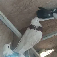 چند کبوتر گمشده|پرنده|نورآباد, |دیوار