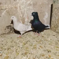 پرنده