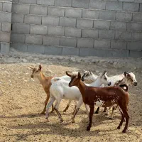 خوشگل|حیوانات مزرعه|شیراز, تندگویان|دیوار