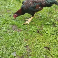 خروس لاری نصلدار