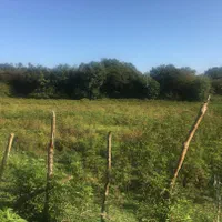 فروش زمین صنعتی شیرگاه 10000 متری|فروش زمین و ملک کلنگی|شیرگاه, |دیوار