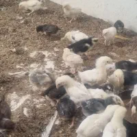 جوجه ۲۰ روزه گلین و براکل