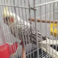 جوجه عروس ۲ماهه