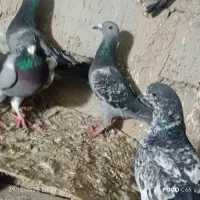 چندجفت‌کفتر‌‌فروشی