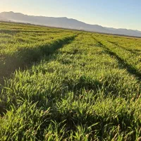 اجاره زمین کشاورزی