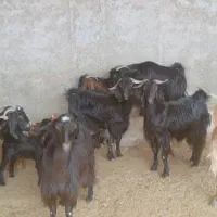 فروش ۱۵ راس بزدرجه یک و روزگاری|حیوانات مزرعه|زرین دشت (فارس), |دیوار