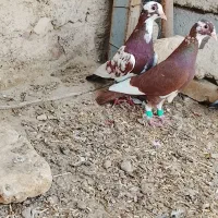 پرنده