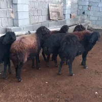 بره. ۵راس‌‌گوسفند‌قره‌قزل‌افشار‌آبستن‌ سنگین جوان