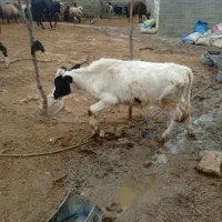 دوراس گوساله نر|حیوانات مزرعه|کوهدشت, |دیوار