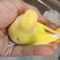 کوتوله برزیلی دونخور دستی|پرنده|بندر دیر, |دیوار