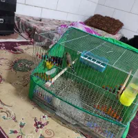 سهره سقا|پرنده|کرمان, |دیوار