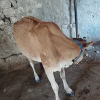 گاو  ماده|حیوانات مزرعه|پارسیان, |دیوار