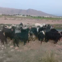 فروش|حیوانات مزرعه|کر, |دیوار