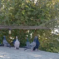 دسته جوجه پلاکی|پرنده|حمیدیا, |دیوار