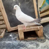 کبوتر پرشی درجه یک