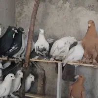 کبوتر سرخ زرد دم سیاه سینه ای|پرنده|اصفهان, شمس آباد|دیوار