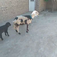 قوچ پلنگی