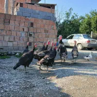 فروش  بوقلمون ماده تخم گذار