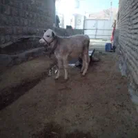 گوساله ماده شاروله