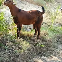 فروش نری|حیوانات مزرعه|فین, |دیوار