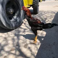 جوجه خروس لاری