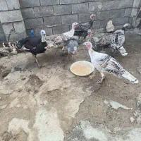 فروش بوقلمون|پرنده|روانسر, |دیوار