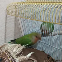 طوطی برزیلی|پرنده|شیراز, شاپورجان|دیوار