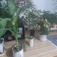 سلام یه تعداد گل کاج ویه تعداد گل زیاد به فروش