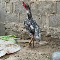 خروس اوشامو و مرغ افغان