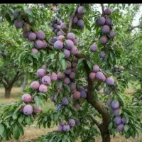 هرس و اسپارت درختان