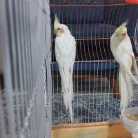 جفت عروس هلندی لوتینو تخم گذار