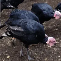 فروش5عدد بوقلمون ماده و1عدد نر نژاد برنز امریکای