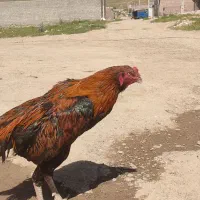 خروس لاری