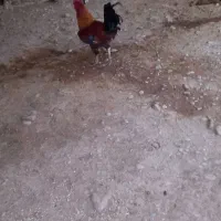 خروس محلی اصل