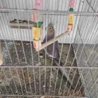 عروس هلندی و برزیلی|پرنده|صفادشت, |دیوار