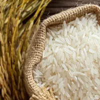 برنج هاشمی اصلی گیلان