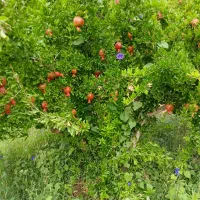 فروش باغ اناری کوهمره سرخی|فروش زمین و ملک کلنگی|شیراز, آبیاری|دیوار