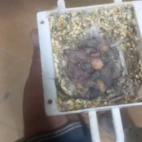 فنچ|پرنده|چناران, |دیوار