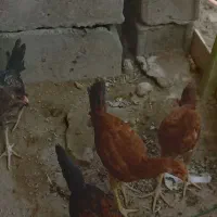 جوجه شوروه ای