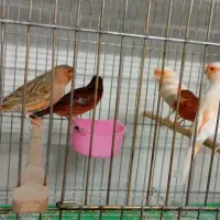 قناری نر و بنگالی و پرنده|پرنده|اصفهان, شهرک کاوه|دیوار