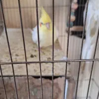 عروس هلندی|پرنده|پاکدشت, پاکدشت (مامازند)|دیوار