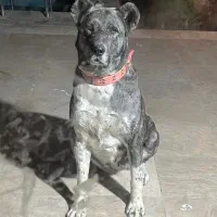 سگ ماده سرابی و خراسانی