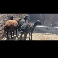 میش