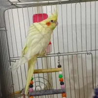 عروس هلندی لوتینو|پرنده|شال, |دیوار