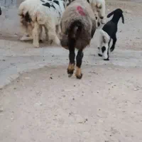 میش زاییده|حیوانات مزرعه|بهبهان, |دیوار