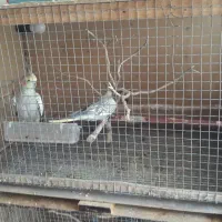 قفس چوبی وفلزی