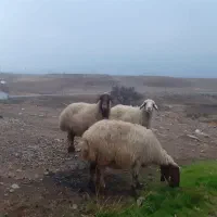 3راس گوسفند ابستن،|حیوانات مزرعه|بدره, |دیوار