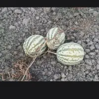 هندوانه دامی