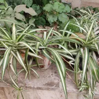 گلدان گیاه گندمی