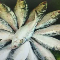 کار در ماهی فروشی